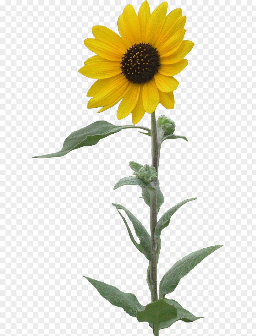 Flower Common Sunflower Clip Art PNG