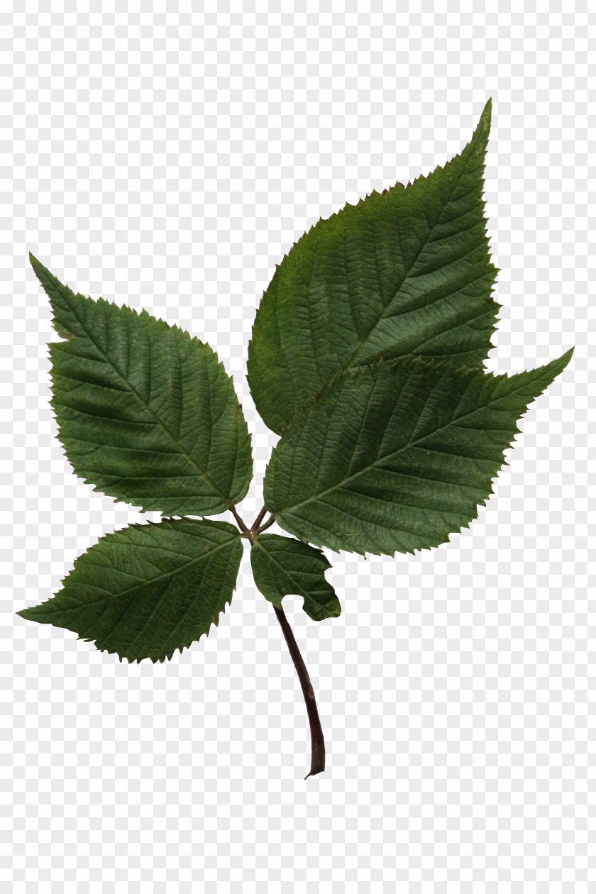 Leaf Tree Birch Plant Stem PNG