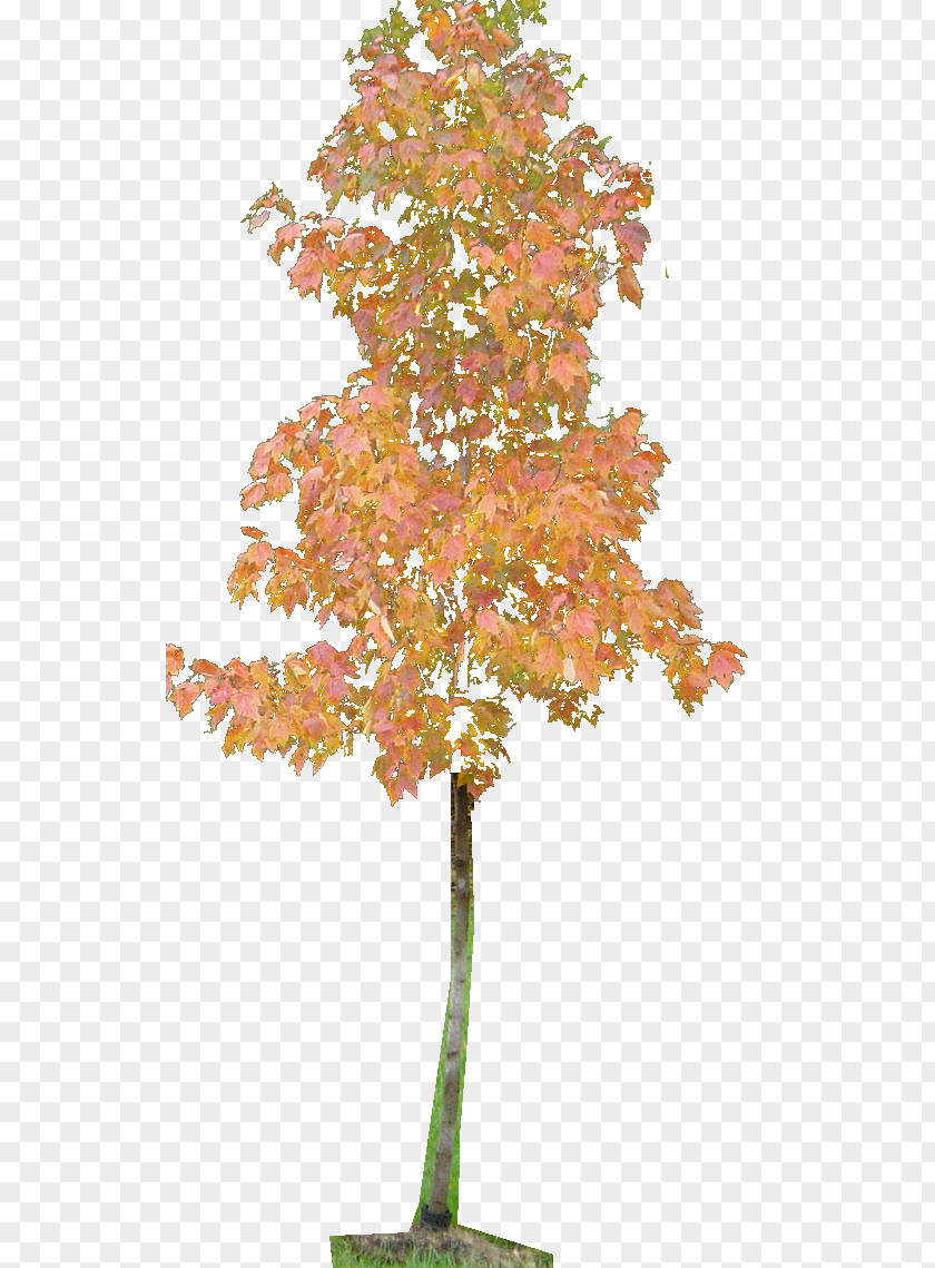 Leaf Twig Ginkgo Biloba Plant Stem Maple PNG