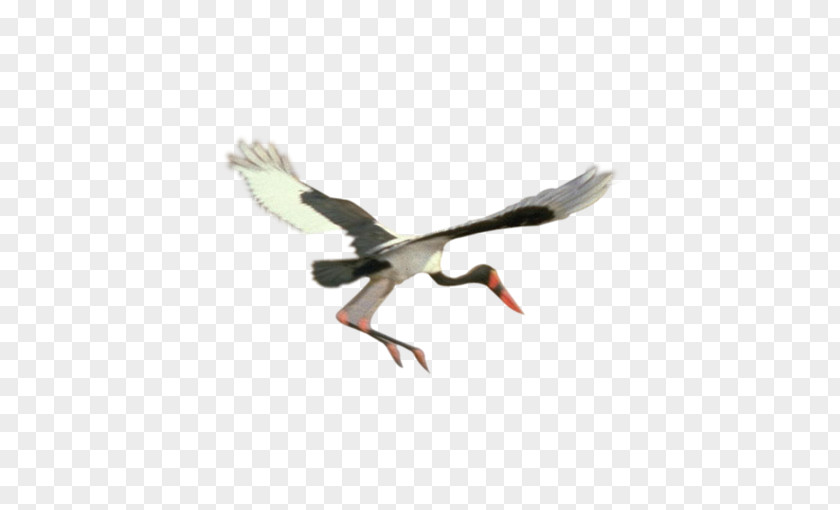 White Crane Bird Goose PNG