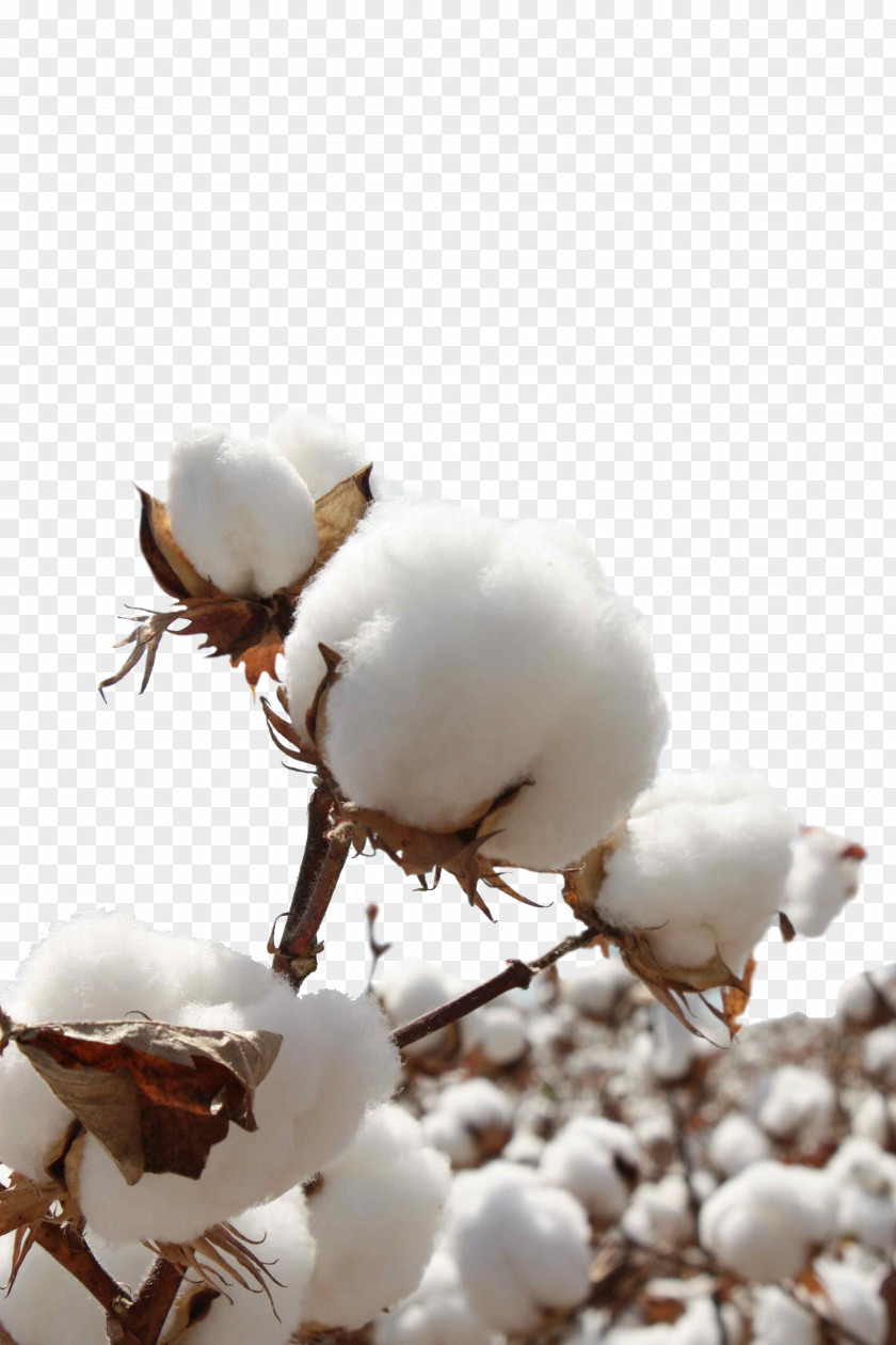Cotton Plant Sea Island Sateen Bt Seed PNG
