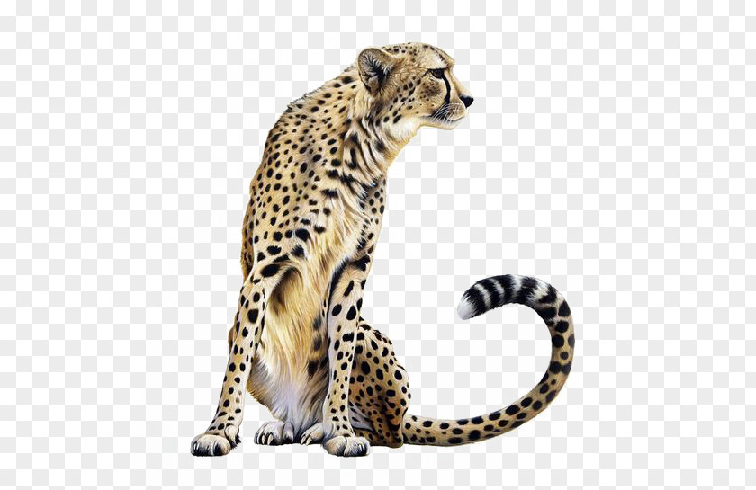 Leopard Spots Cheetah Lion Felidae PNG