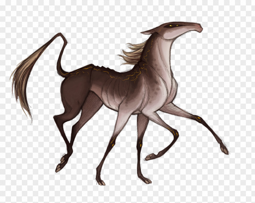 Mustang Drawing DeviantArt Pony PNG