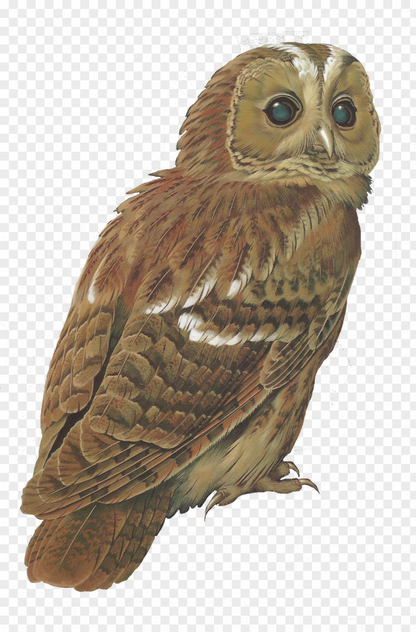 Owls Tawny Owl Bird Barred Clip Art PNG