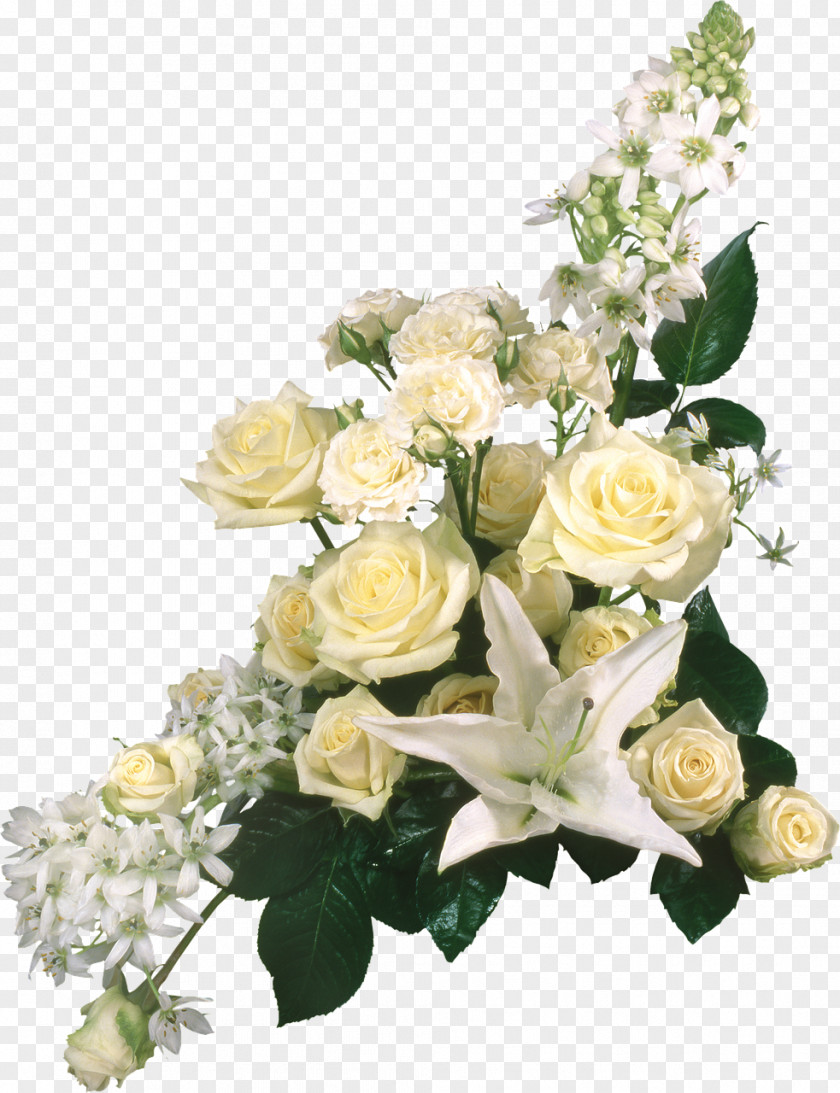 Rosa De Los Vientos Garden Roses Belye Rozy PNG