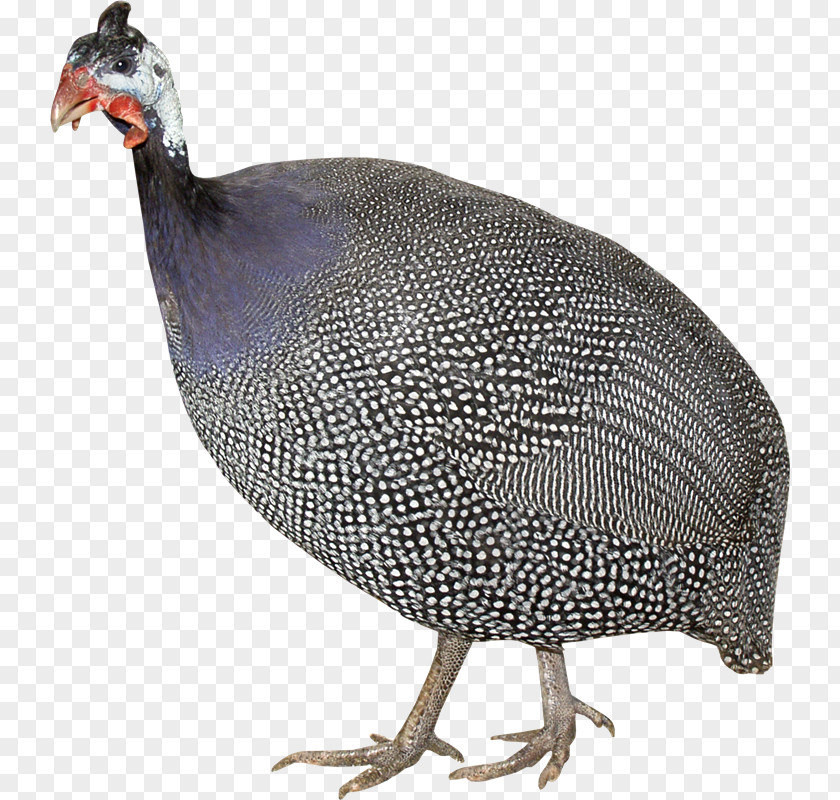 Aves Turkey Domestic Guineafowl Chicken Poultry Clip Art PNG