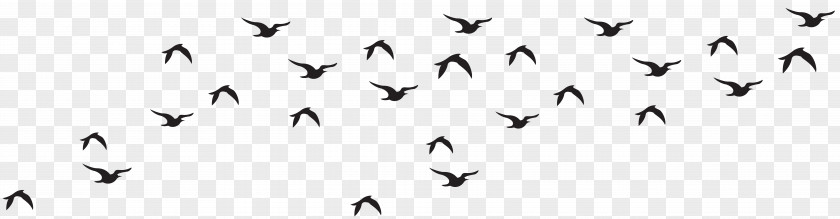 Birds Flock Silhouette Clip Art Image Bird Black And White Logo PNG