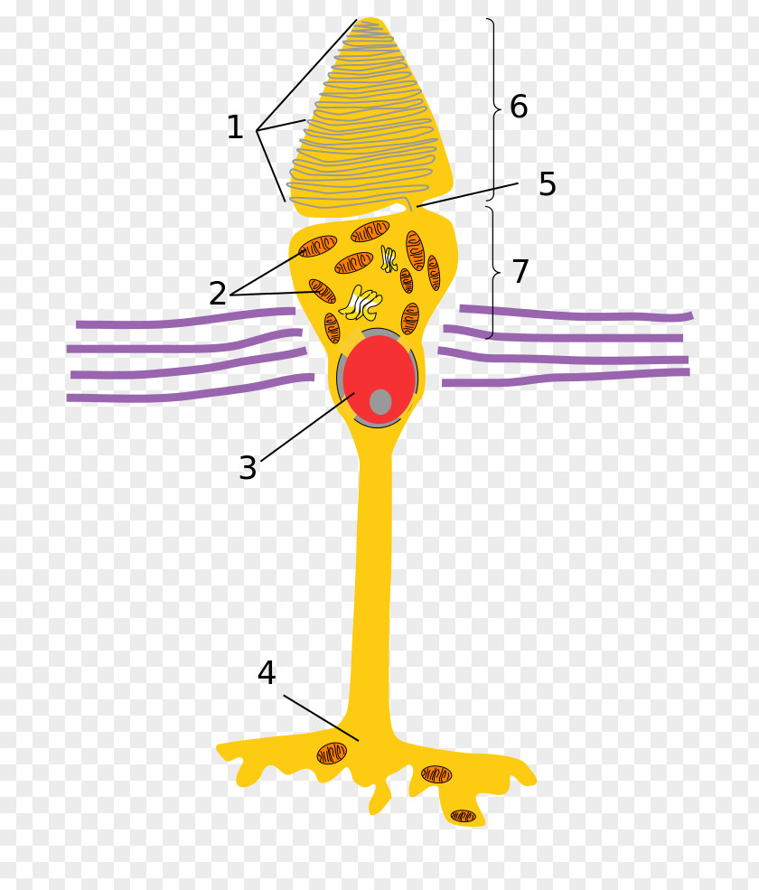 Cone Light Cell Photoreceptor Rod Retina PNG