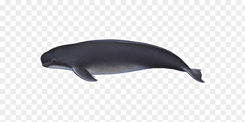 Dolphin Tucuxi Common Bottlenose Porpoise Cetaceans PNG