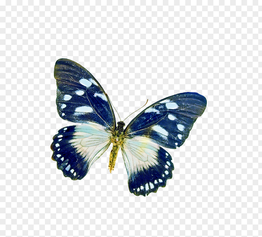 Butterfly Poetry Insect PNG