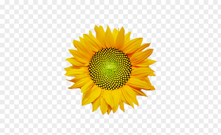 Common Sunflower Logo Massage Body PNG