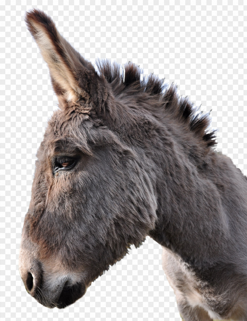 Donkey PhotoScape Horse PNG