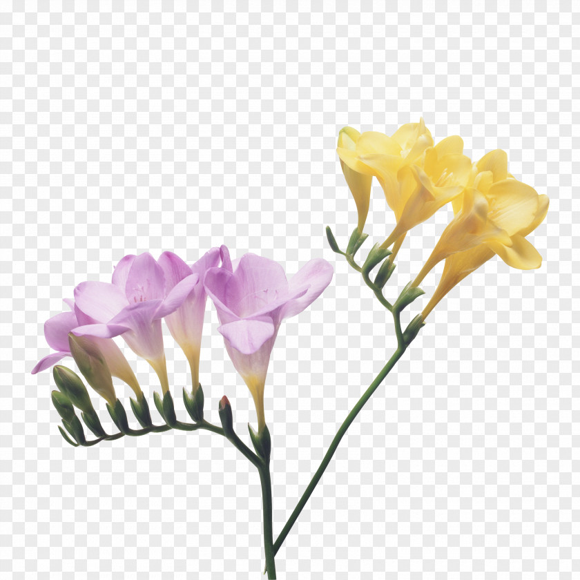 Flower Freesia Cut Flowers Petal Bulb PNG
