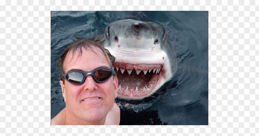 Shark Week Photobombing Great White Selfie PNG
