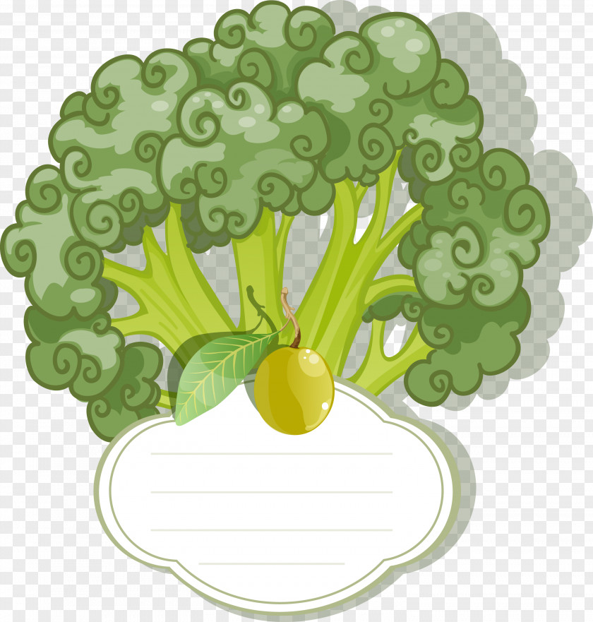 Vector Label Cauliflower Vegetarian Cuisine Leaf Vegetable Broccoli PNG