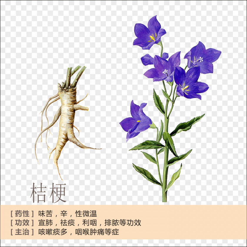Bellflower Profile Platycodon Root Extract Flower Plant PNG