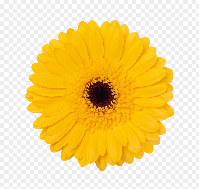 Bison Flower Bouquet Yellow Stock Photography Color PNG