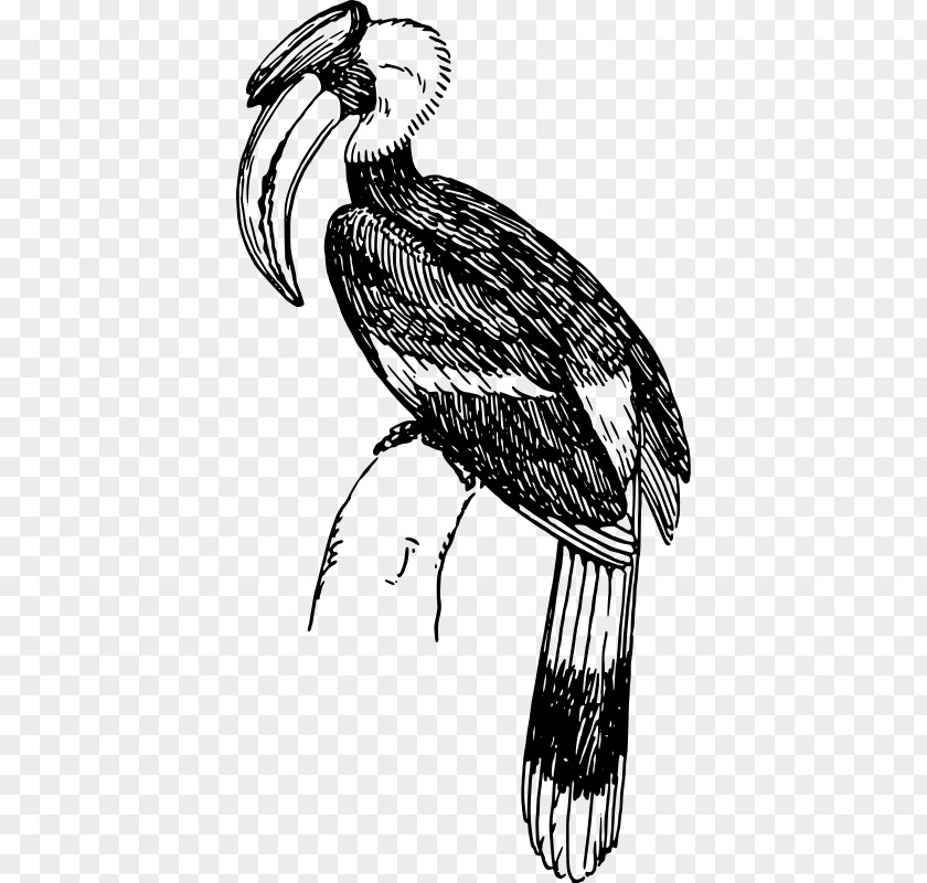 Hornbill Vector Bird Black-and-white-casqued Clip Art PNG
