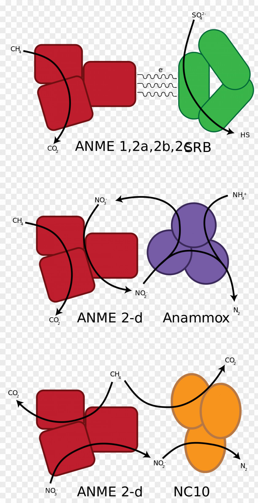 Anaerobic Oxidation Of Methane Methanotroph Organism Archaeans Sulfate-reducing Microorganisms PNG