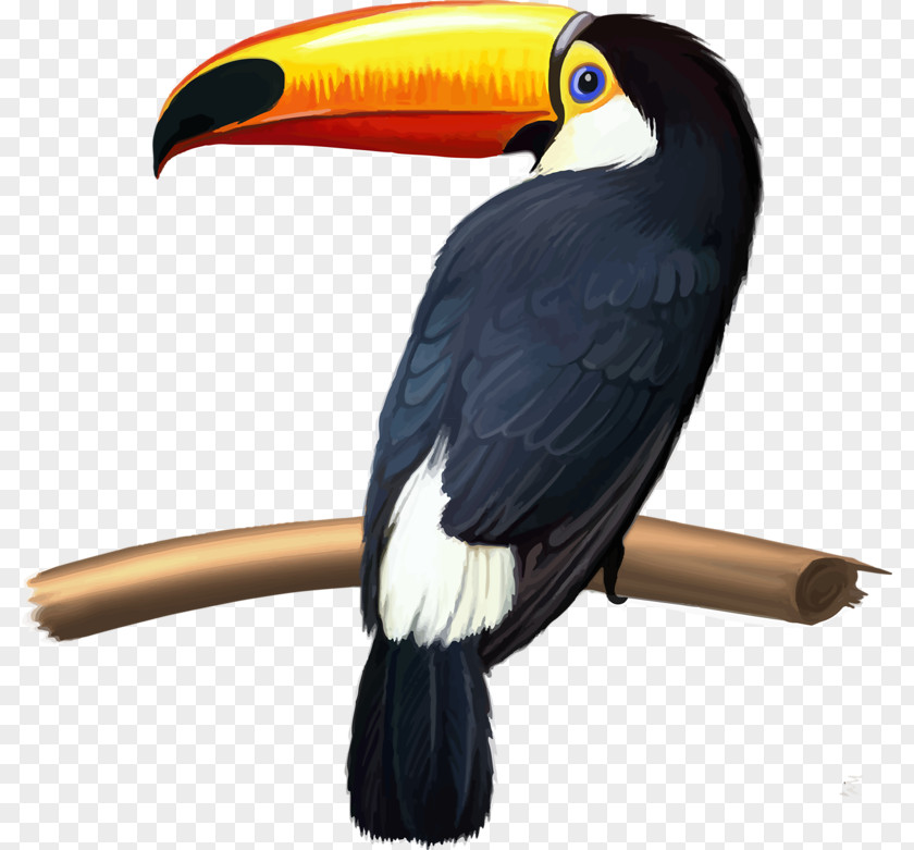 Bird Keel-billed Toucan Green-billed Knobbed Hornbill Toco PNG