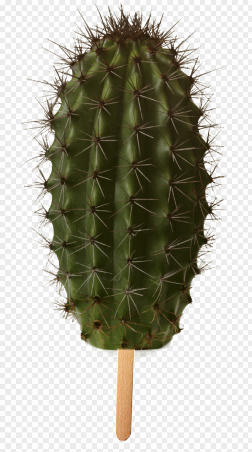 Cactus Triangle Succulent Plant Clip Art PNG