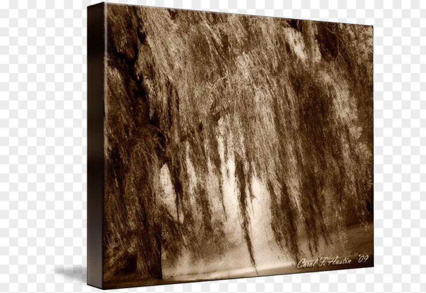 Weeping Willow Gallery Wrap Canvas Wood Art PNG