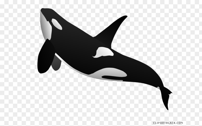 Blue Whale Clip Art Killer Cetacea Vector Graphics Shamu PNG