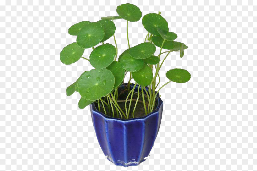 Coins Grass To Pull Creative Decorative Design Free Hydrocotyle Vulgaris Aquatic Plant Centella Asiatica Herbaceous PNG