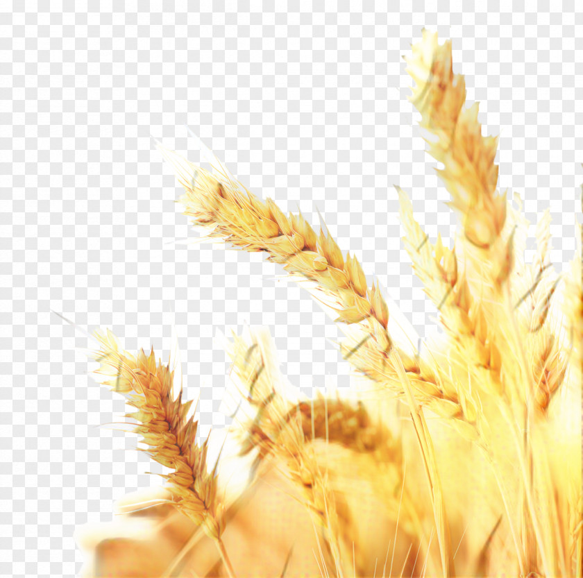 Feather Food Grain Grass Background PNG