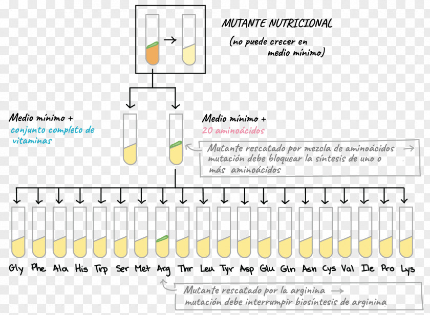 Genoma Chemistry Chemical Synthesis Change Gene Codon PNG