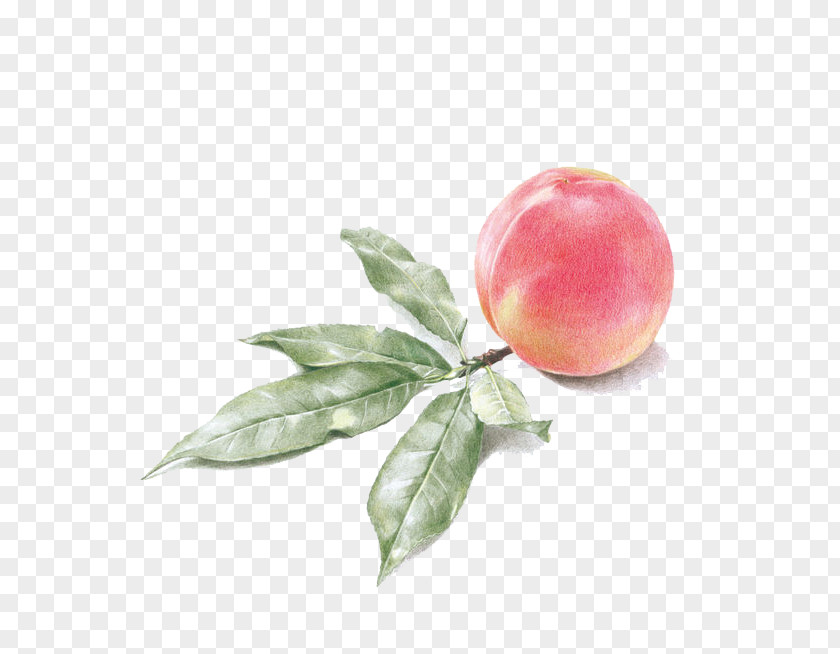 Peach Drawing Watercolor Painting PNG