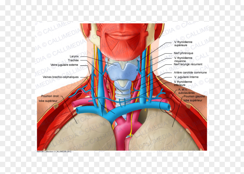 Shoulder Head And Neck Anatomy Human PNG