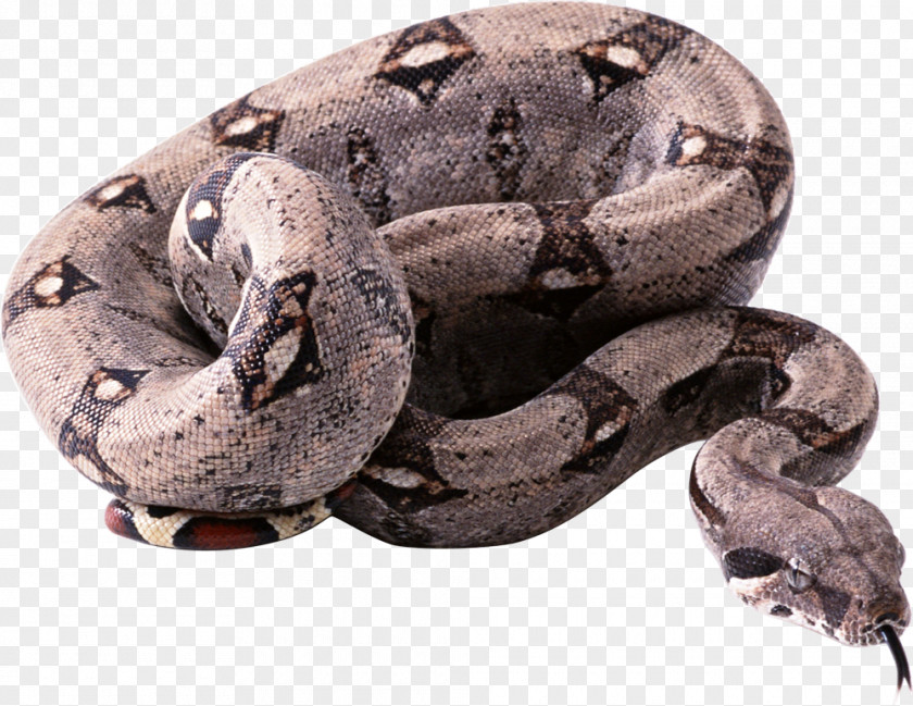Snake Constriction PNG