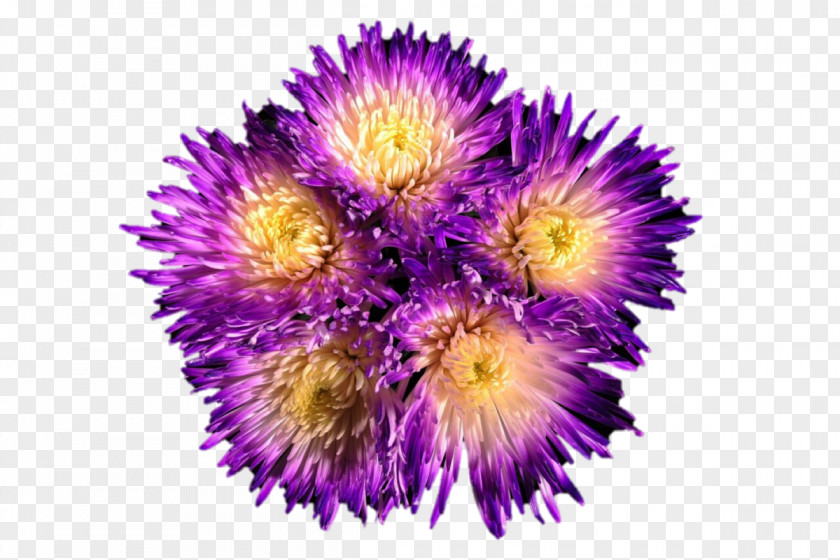Spider Mums Tutorial Chrysanthemum Cut Flowers Wholesale Daisy Family PNG