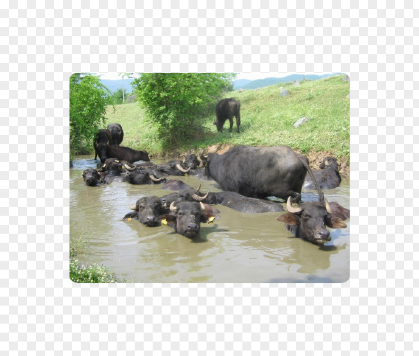 Buffalo Burger Water National Park Herd American Bison PNG