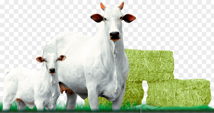 Bull Nelore Taurine Cattle Calf Pasture PNG
