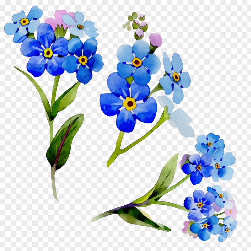 Petal Water Forget Me Not Flower Alpine Forget-me-not Plant Blue PNG