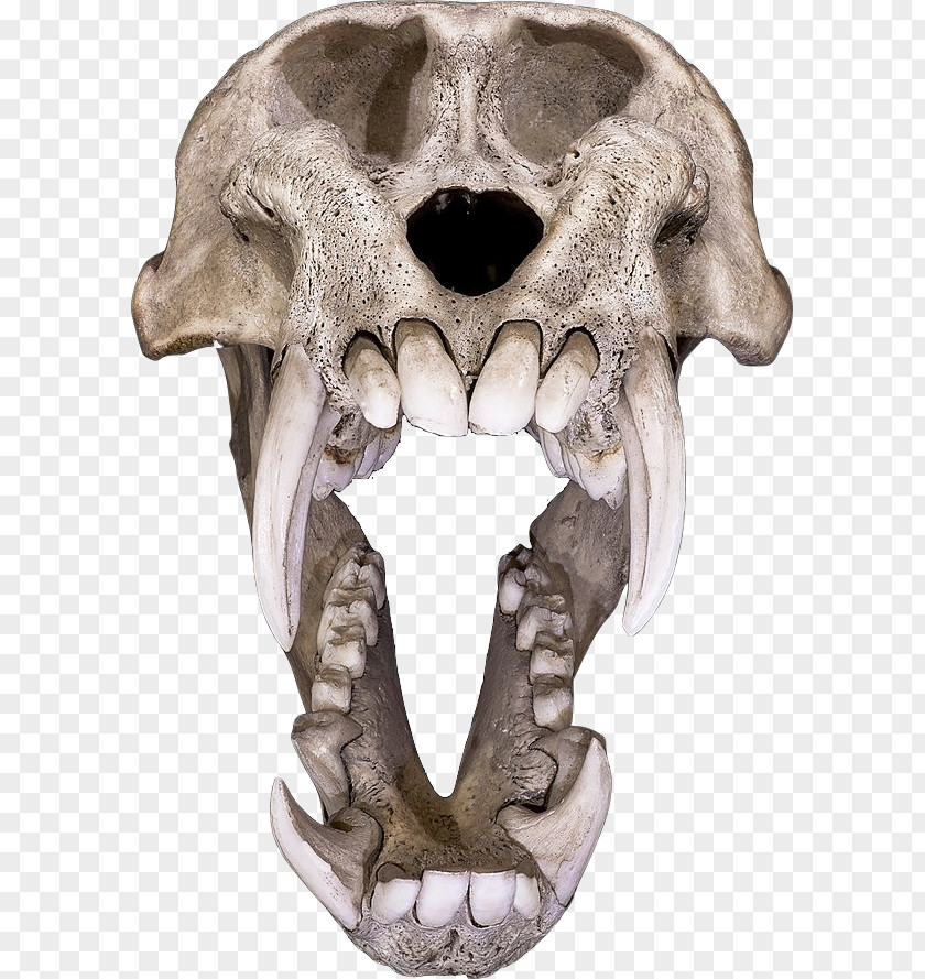 Skull Art Skeleton Human Symbolism Ape PNG