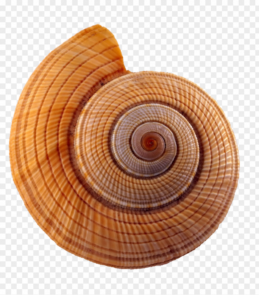 Spiral Conch Seashell Caracol Yellow PNG