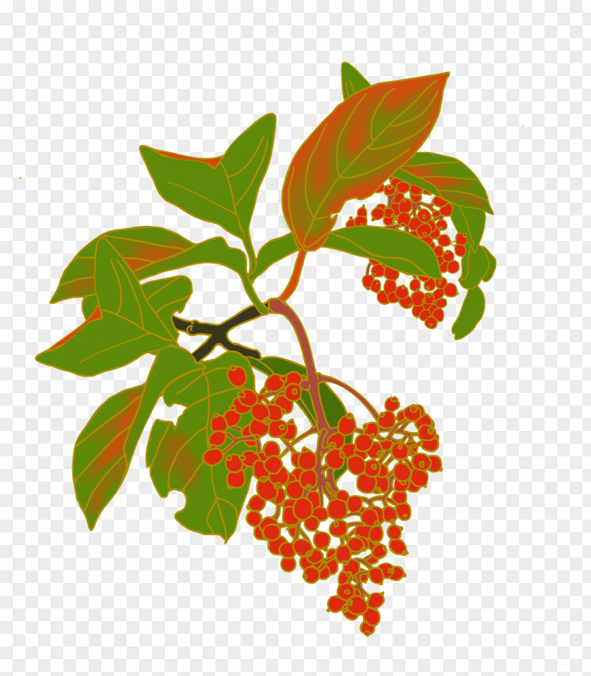 Viburnum Clip Art Fruit PNG