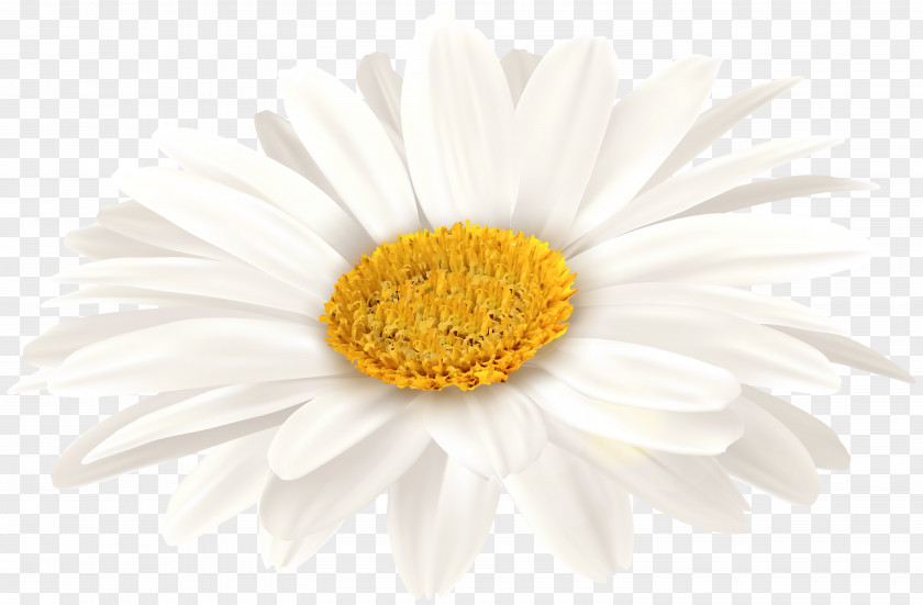 White Gerbera Clip Art Image Oxeye Daisy Transvaal Chrysanthemum Floristry Petal PNG