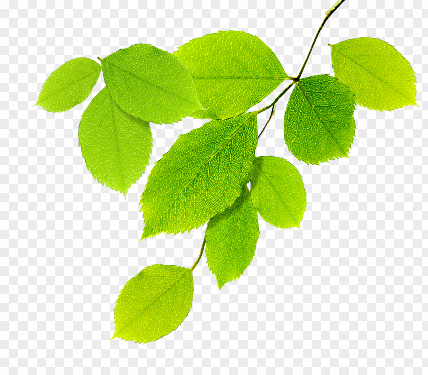 Arbol Nature Natural Environment PNG