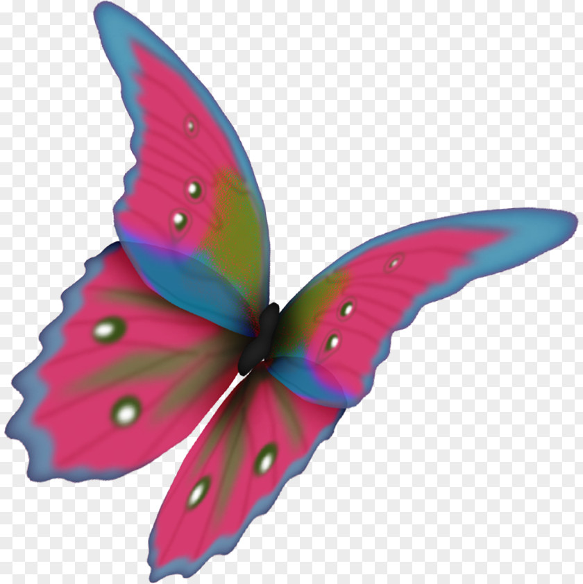Butterfly Moth Flower Clip Art PNG
