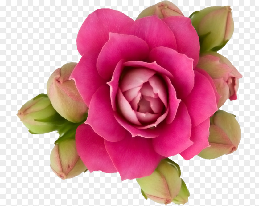 Flower Garden Roses Paper Pink PNG