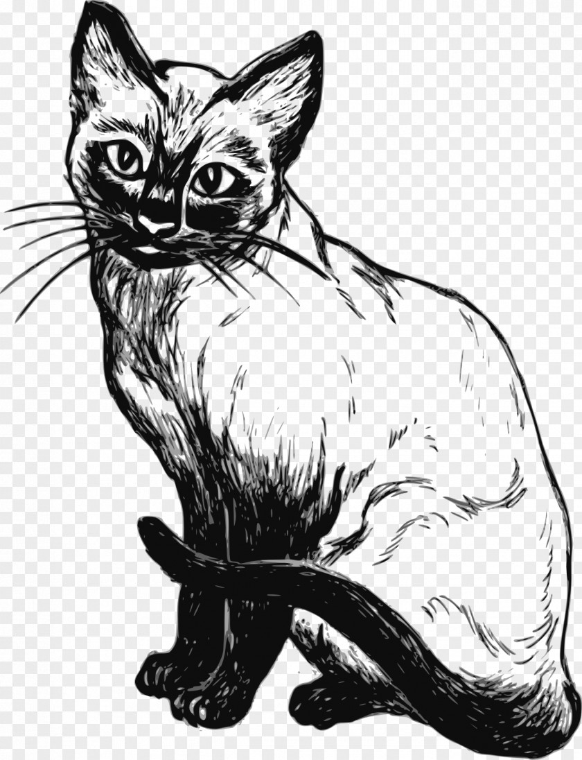 Line Drawing Siamese Cat Art Clip PNG