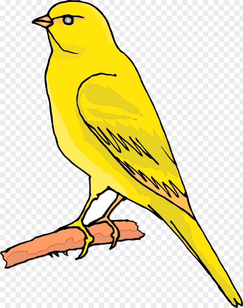 Old World Oriole Perching Bird Beak Atlantic Canary Songbird Yellow PNG