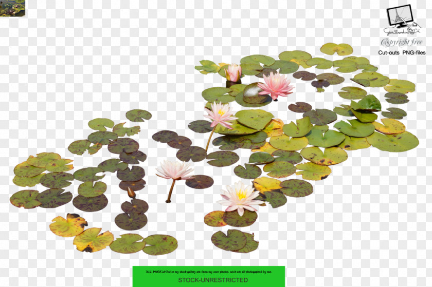 Aquatic Plants Photography Nelumbo Nucifera PNG