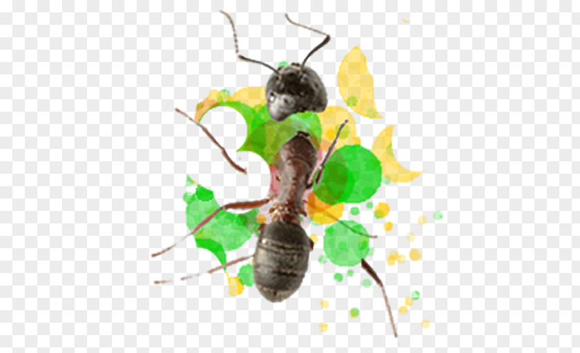 Bee Insect PNG