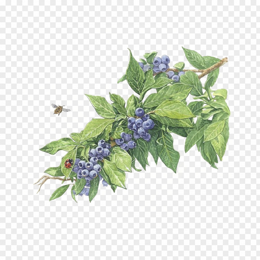 Free Blueberry Color Of Lead Paint To Pull Material PNG