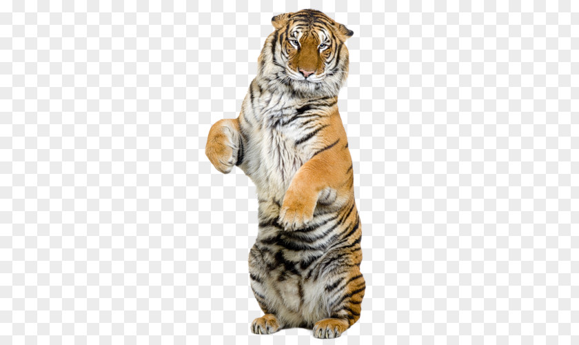 Stock Photography Royalty-free Bengal Tiger PNG